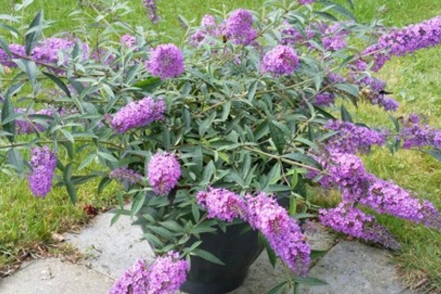 nieuwe buddleya.venhorst.900x600