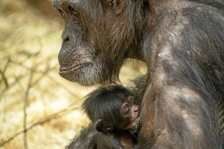 aapje burgers'zoo.900x600