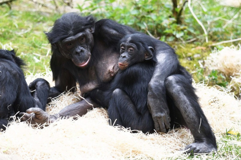 BONOBO MET JONG.900x600