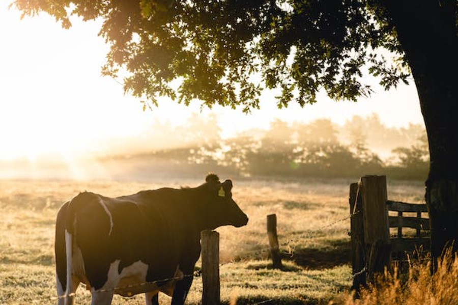 platteland.boerderij.900x600