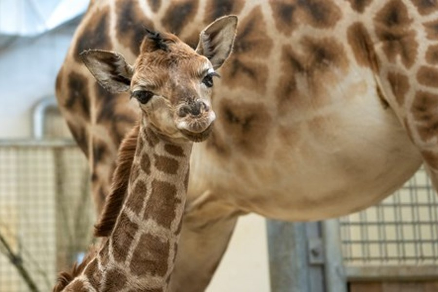 giraffe-jong-mira-meijer-_8.900X600