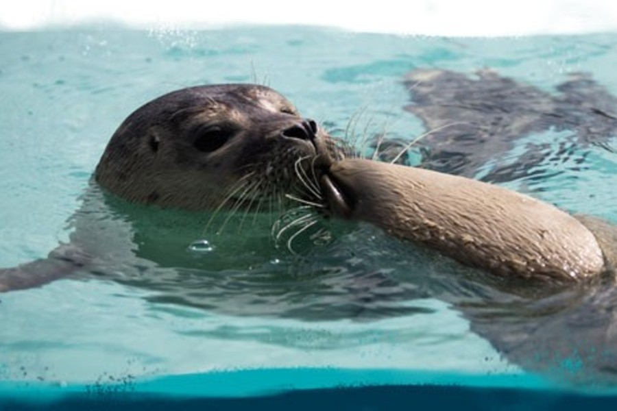 zeehonden centrum pieterburen 2.900X600